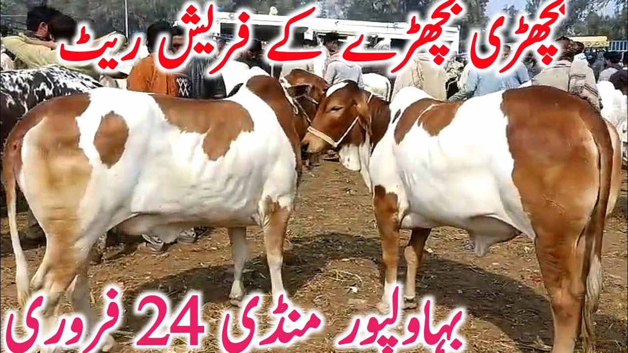 Bahawalpur Cow Mandi | Cholistani Sahiwal & Brahman Bachre Bachrian | Best Qurbani Cattle 2026