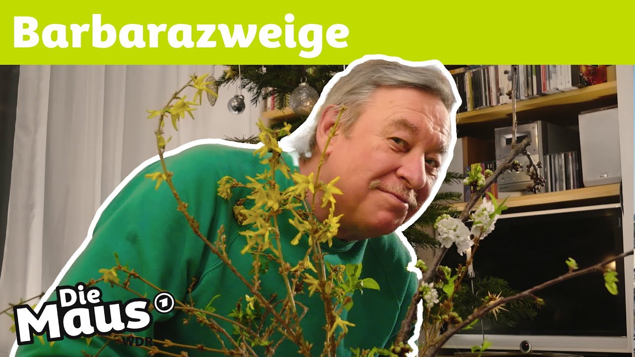 Wie werden kahle Äste zu Barbarazweigen? | DieMaus | WDR
