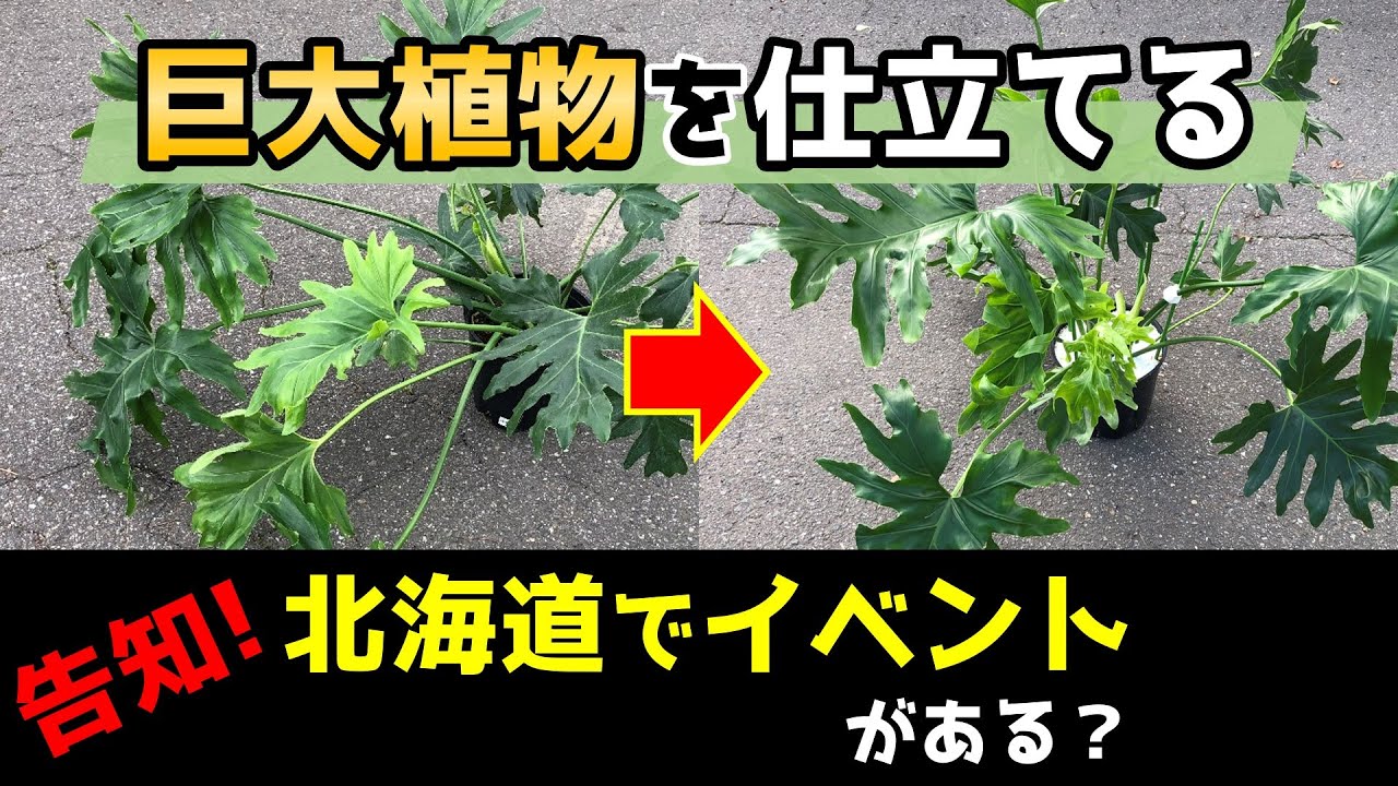 【葉っぱがダラ～ン】観葉植物をシャキッと仕立て直し！【セロームの育て方】