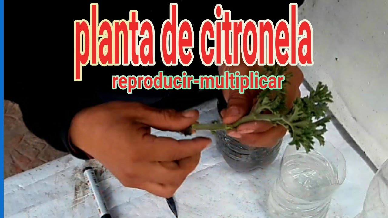 MULTIPLICAR CITRONELA