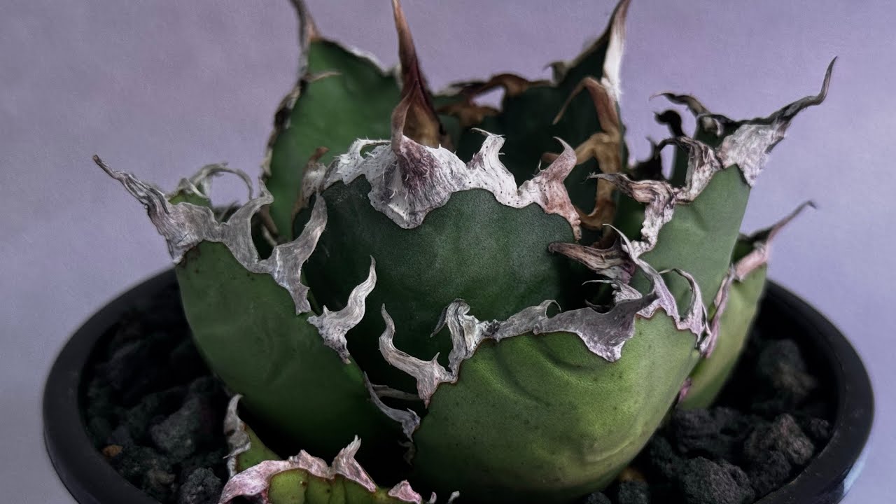 20260117 アガベ・チタノタ シーザー/凱撒（小株）-066｜agave titanota caesar