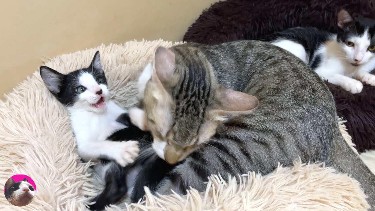 Спасенный котенок учится любви у большой кошки