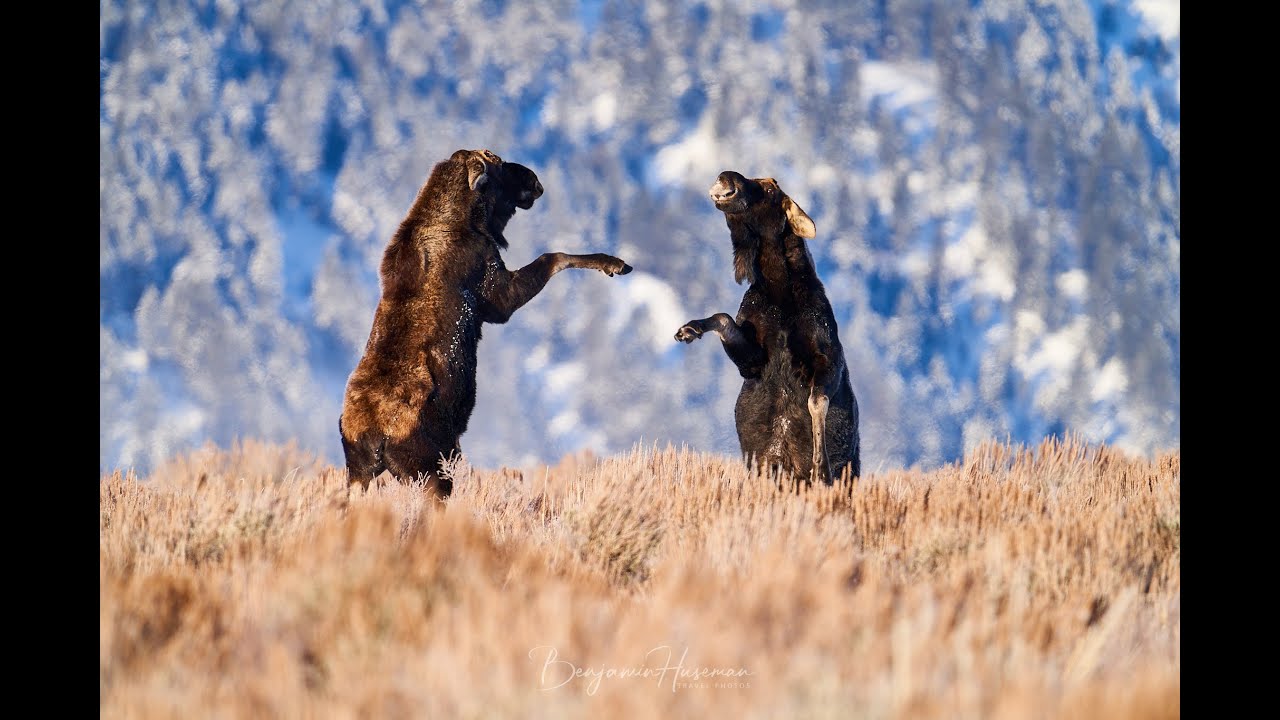 Mountain States Photography Trip #wildhorses #moose #flaminggorge #grandteton #a7riv #haidafilters