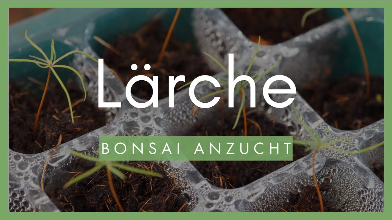 Bonsai Anzucht Europ&auml;ische L&auml;rche🌲