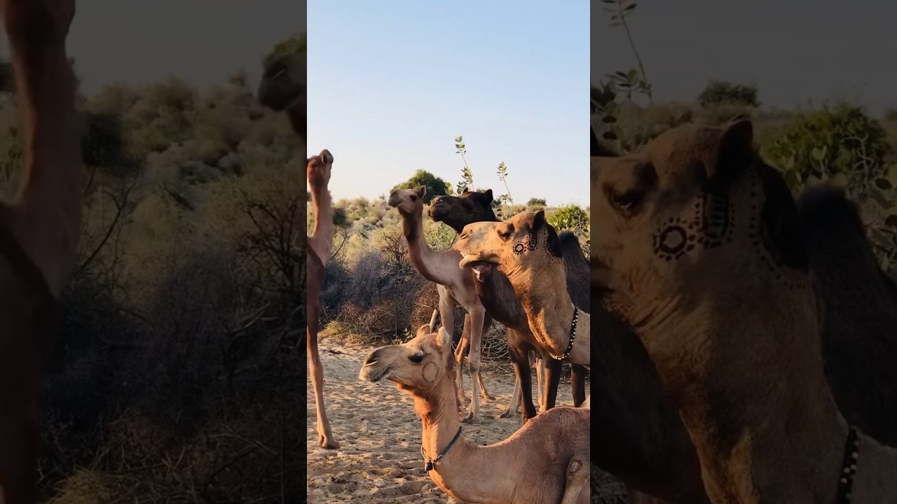 Camels group enjoying in the desert #animals #camel #desert #beauty #thardesert