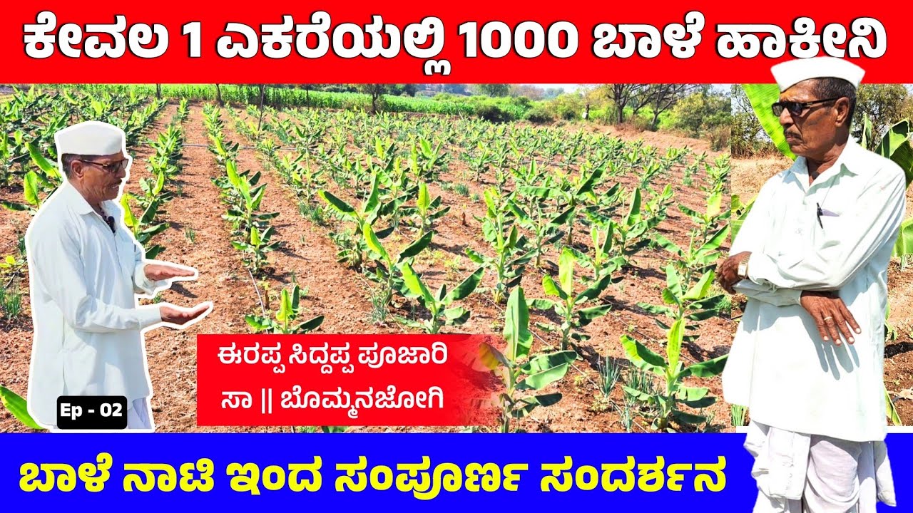 ಈ ರೈತರ ಬಾಳೆಯ ಬಗೆಗಿನ ಜ್ಞಾನ ನೋಡಿ | Bale Krushi | Banana farming in Karnataka| @Pradeephvk_kannadiga