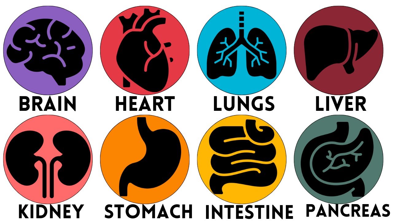Every Human Organ Explained Simply