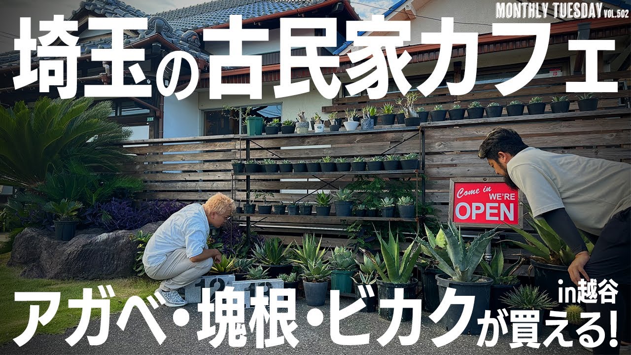 【埼玉園芸店巡り】アガベ、塊根植物、ビカクシダが買える越谷レイクタウンの古民家カフェa.myu and villageに行ってきた！