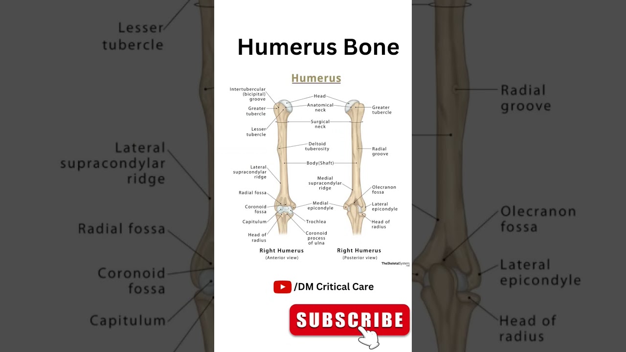 Humerus Bone #humerus #humerusbone #humerusanatomy