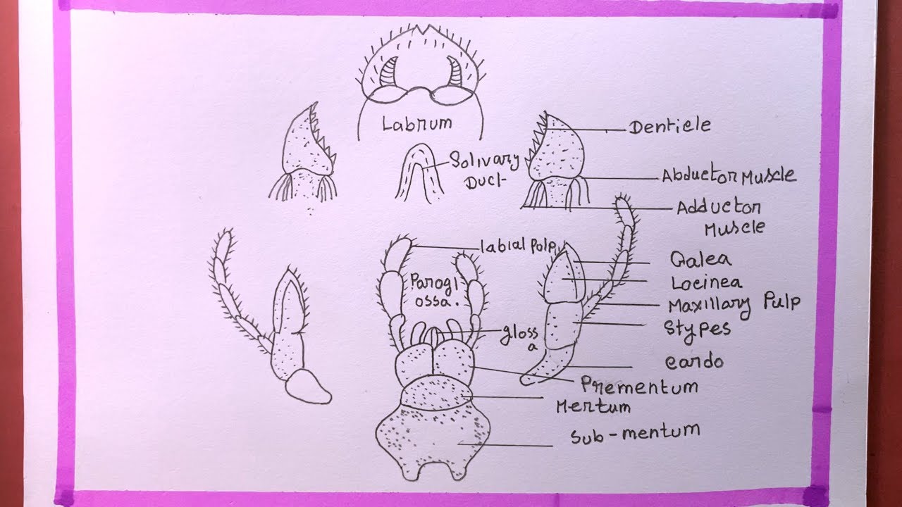 How To Draw Mouth Parts Of Cockroach/Draw Mouth Parts Of Cockroach Diagram