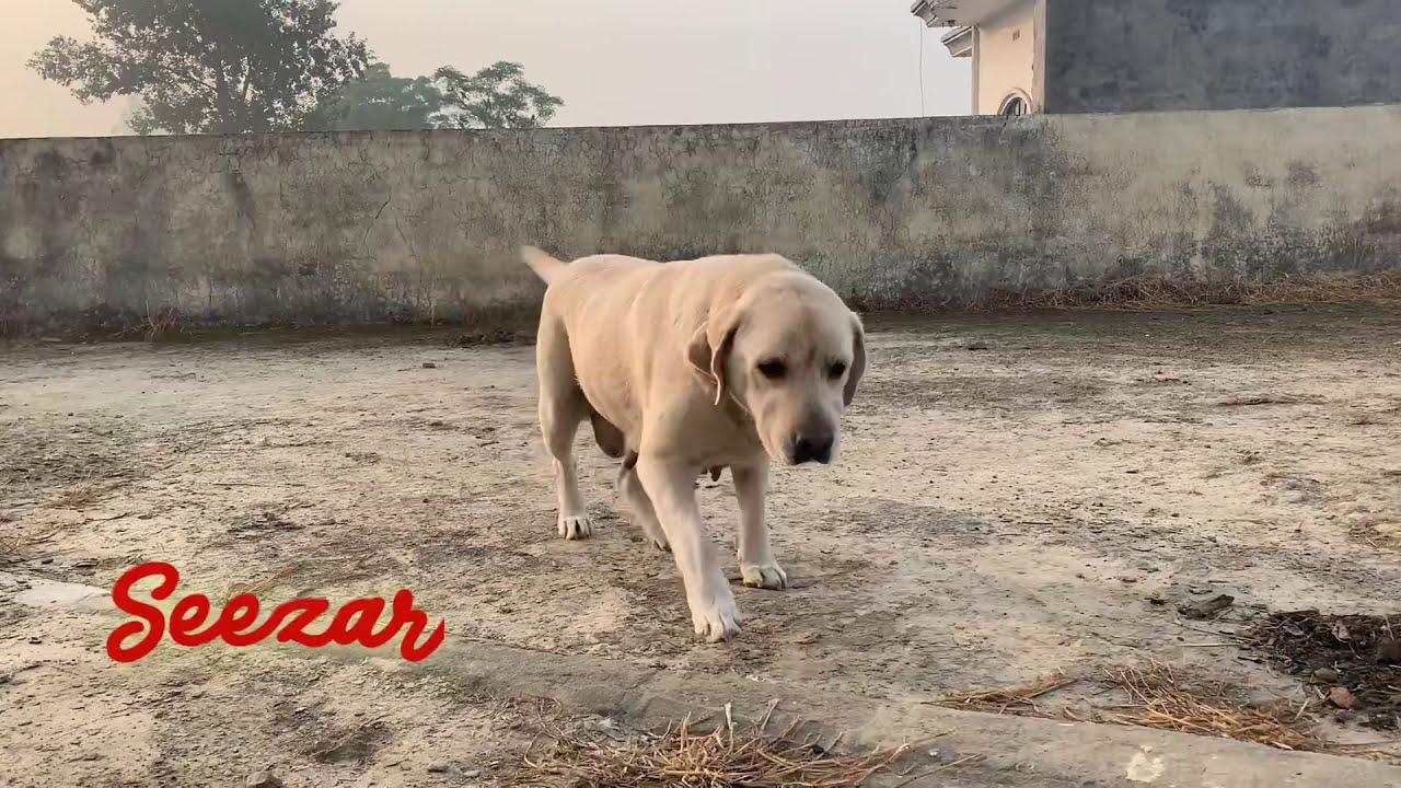 Labrador female bitch Seezar || Alexa labrador kennel !!