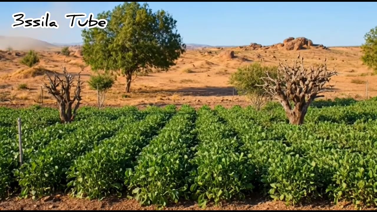 أجواء البادية المغربية بعد أمطار الخير 