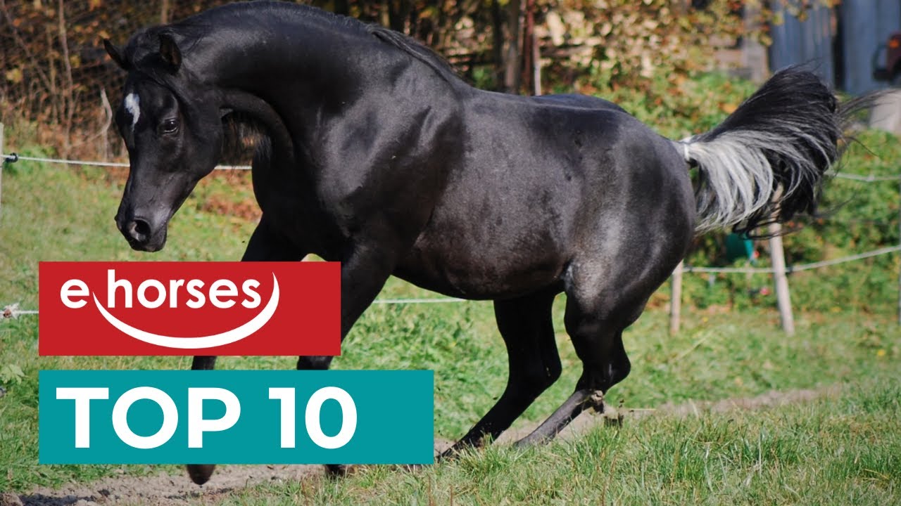 Top 10 Arabian Horses