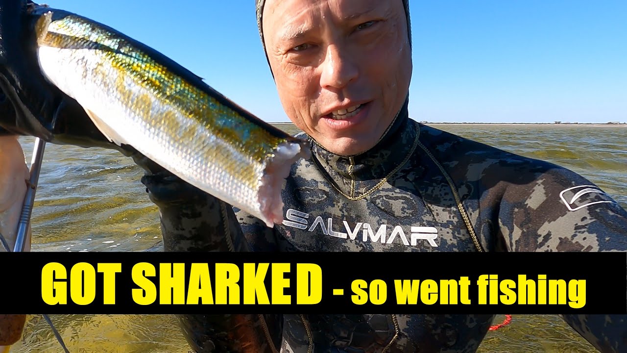 THE SHARKS made me go FISHING - Flathead & Yellowfin Whiting