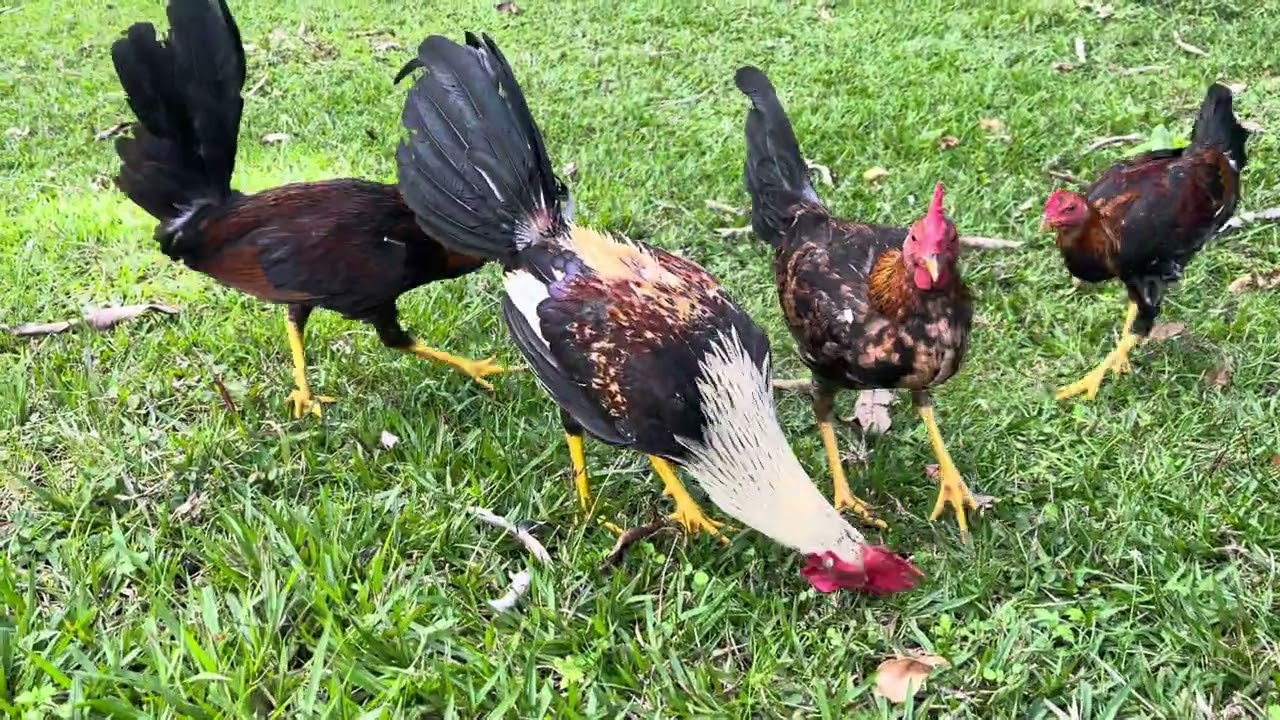 Así de hermoso lucen estos pollos suelto en el criadero - Jarlino crianza 