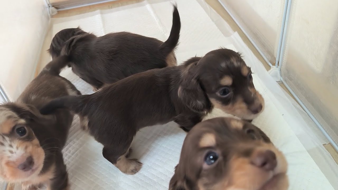 【ミニチュアダックスフンド-子犬】2025年3月29日撮影