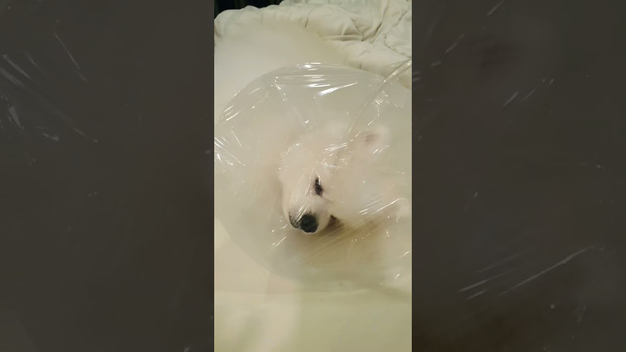 การให้ออกซิเจนน้องหมา หลอดลมตีบ หัวใจโต หัวใจรั่ว ❤🐶
