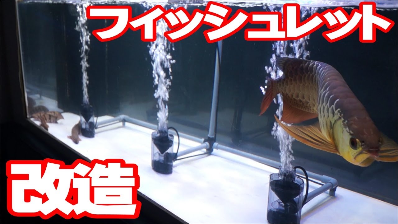 【アクアリウム熱帯魚】フィッシュレット大改造【アロワナ錦鯉ポリプ】