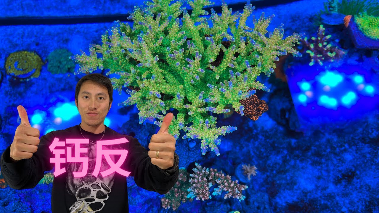 海缸使用钙反5个月珊瑚变化？