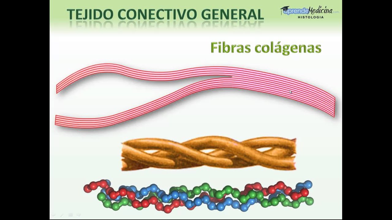 Matriz Introduccion y  Fibras Colagenas
