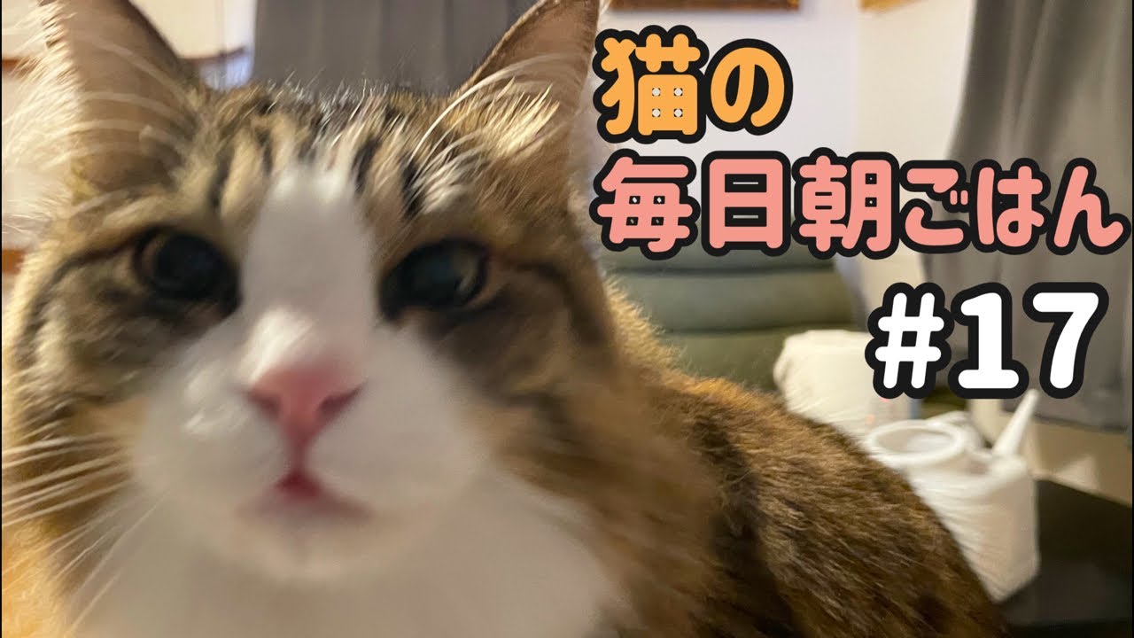 猫の毎日朝ごはん生配信！【#17】 2026.1.30