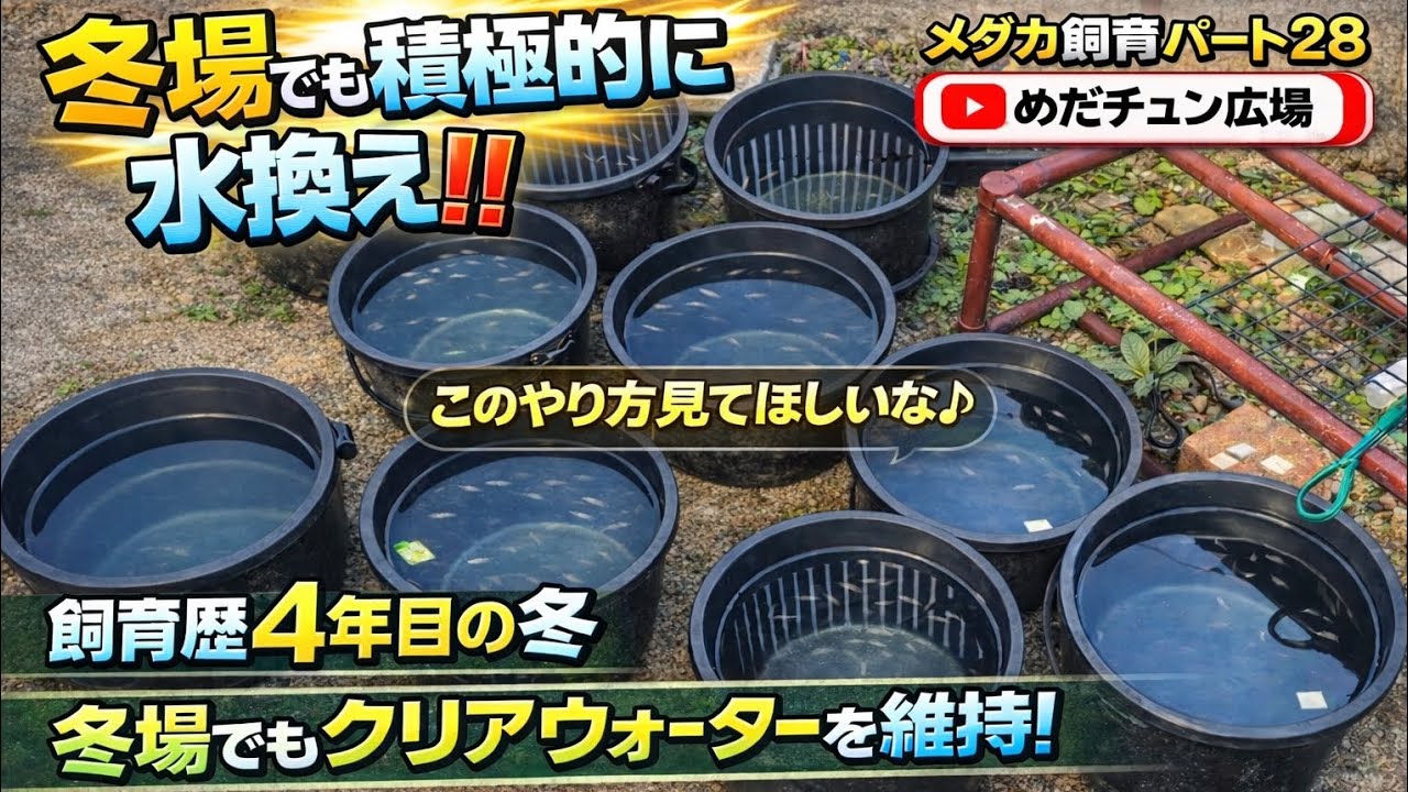 冬場でも積極的に水換え！4年目メダカ飼育｜クリアウォーターは維持できるのか？