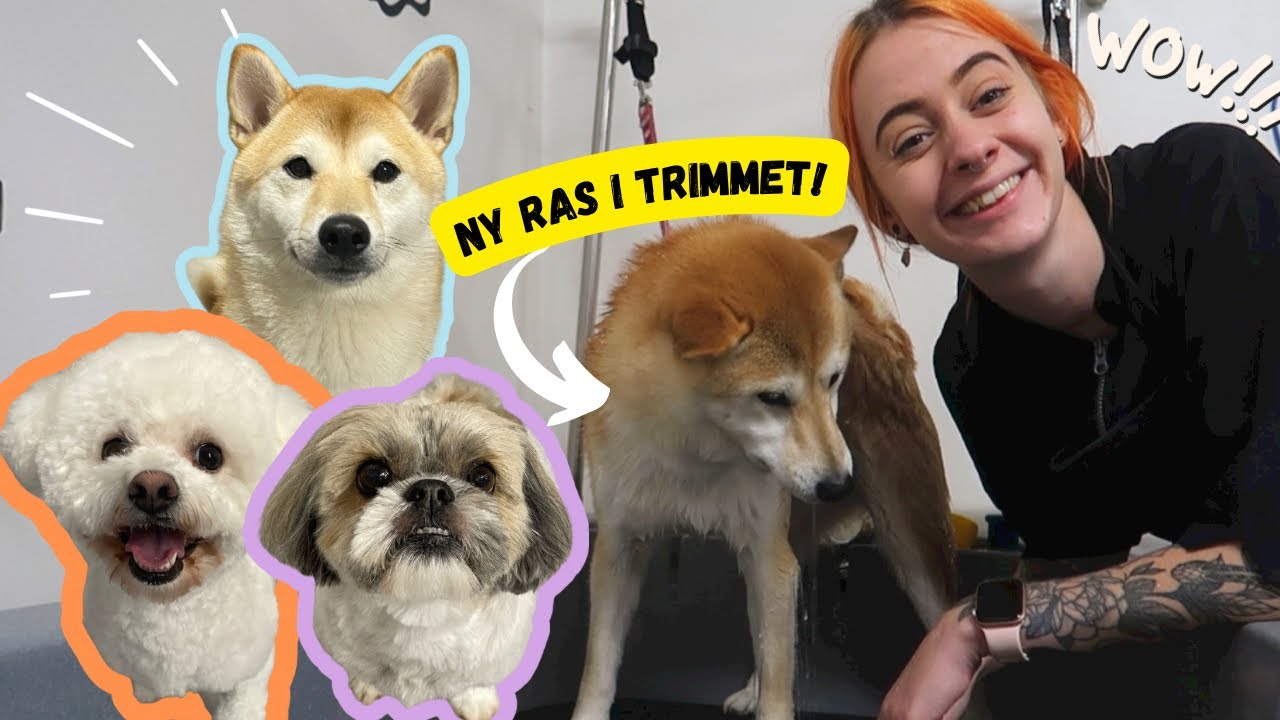 Ny hundras inne i trimmet! | Vlogg