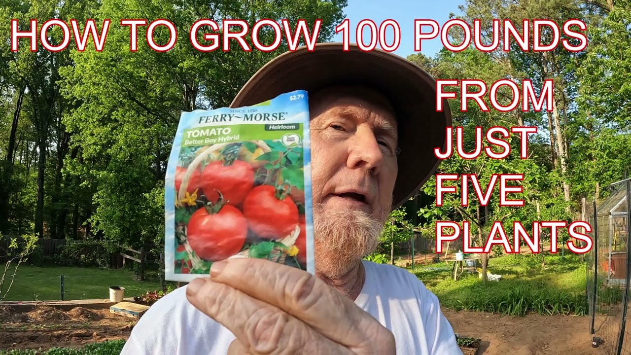 #tomatoes - HOW TO GROW 100 POUNDS FROM JUST 5 PLANTS #garden