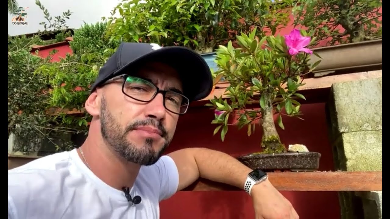 MUDAS E BONSAI COM CRESCIMENTO ESTACIONADO O QUE FAZER? AZALÉA SHOHIN DA MÃE