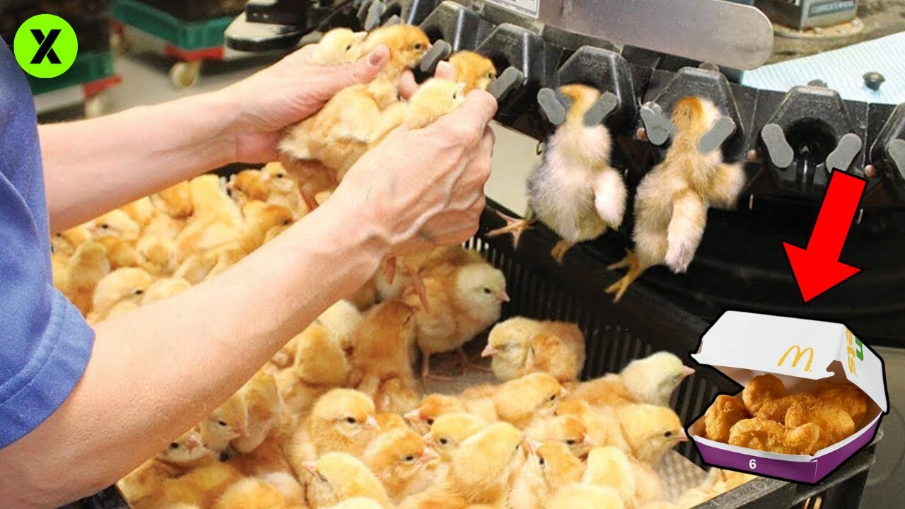 CÓMO se FABRICAN los NUGGETS de MCDONALD'S🐥 | ASÍ se HACEN los NUGGETS