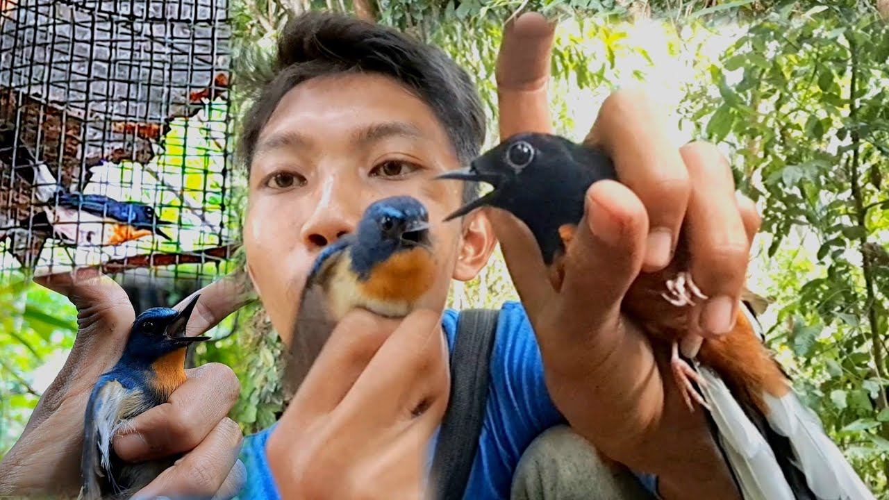 Menurut saya burung ini gak ada harga nya!