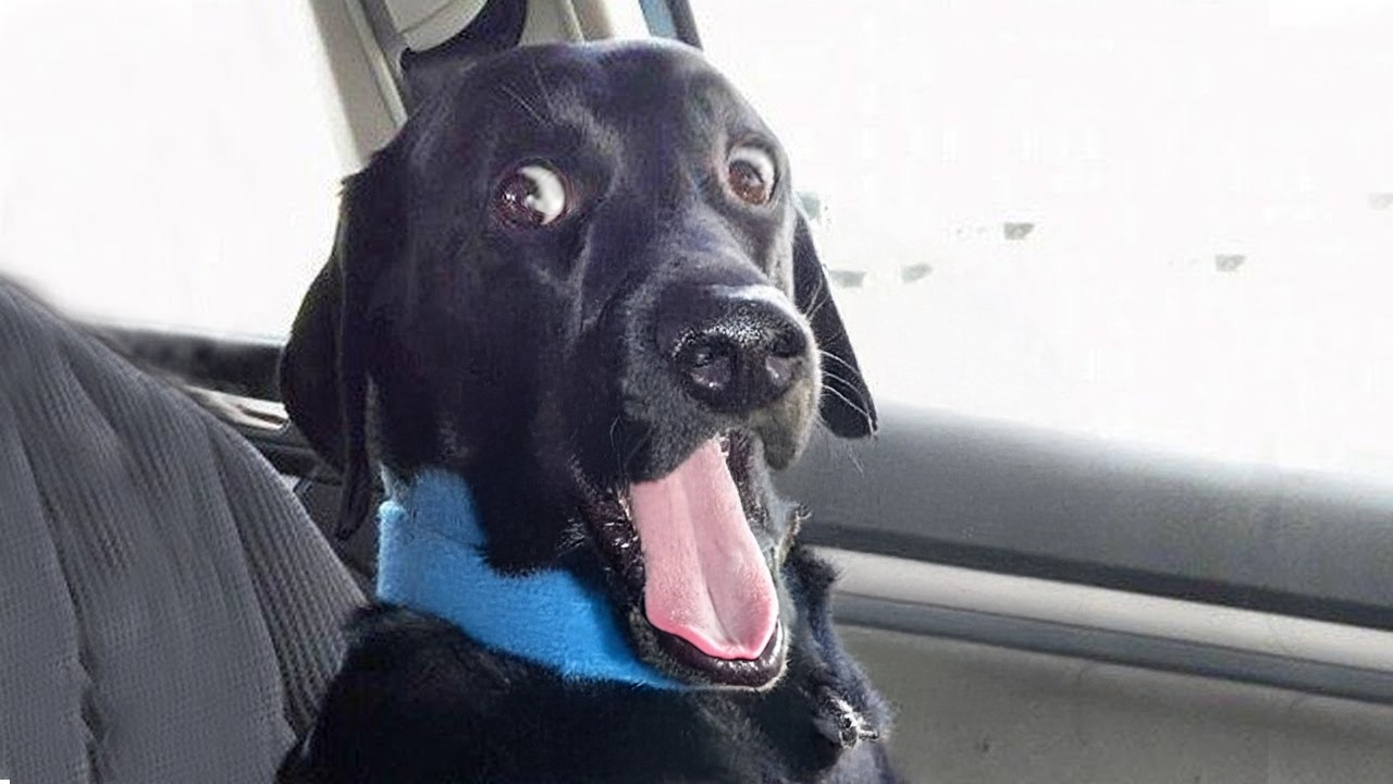 Overdramatic Dogs Who Deserve an Oscar for Real😂 Funniest Animal Videos