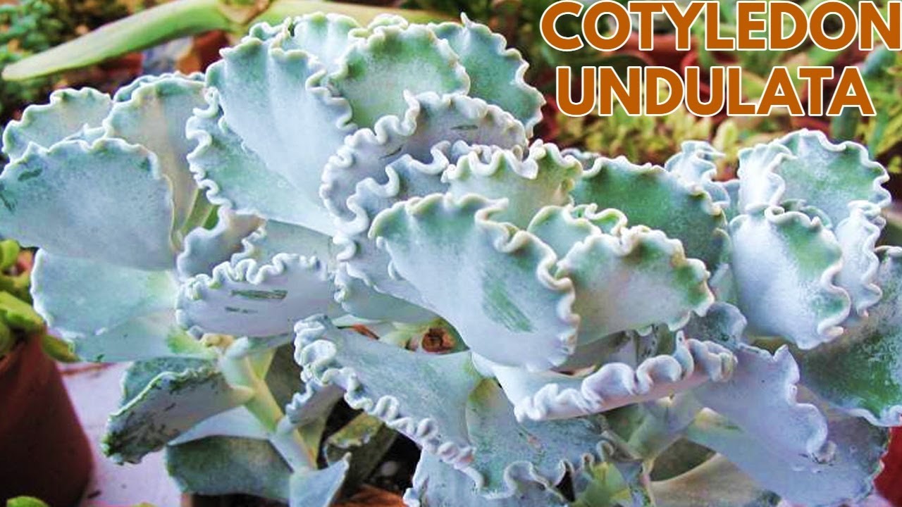 cotyledon undulata reproduccion  DONSUCULENTO