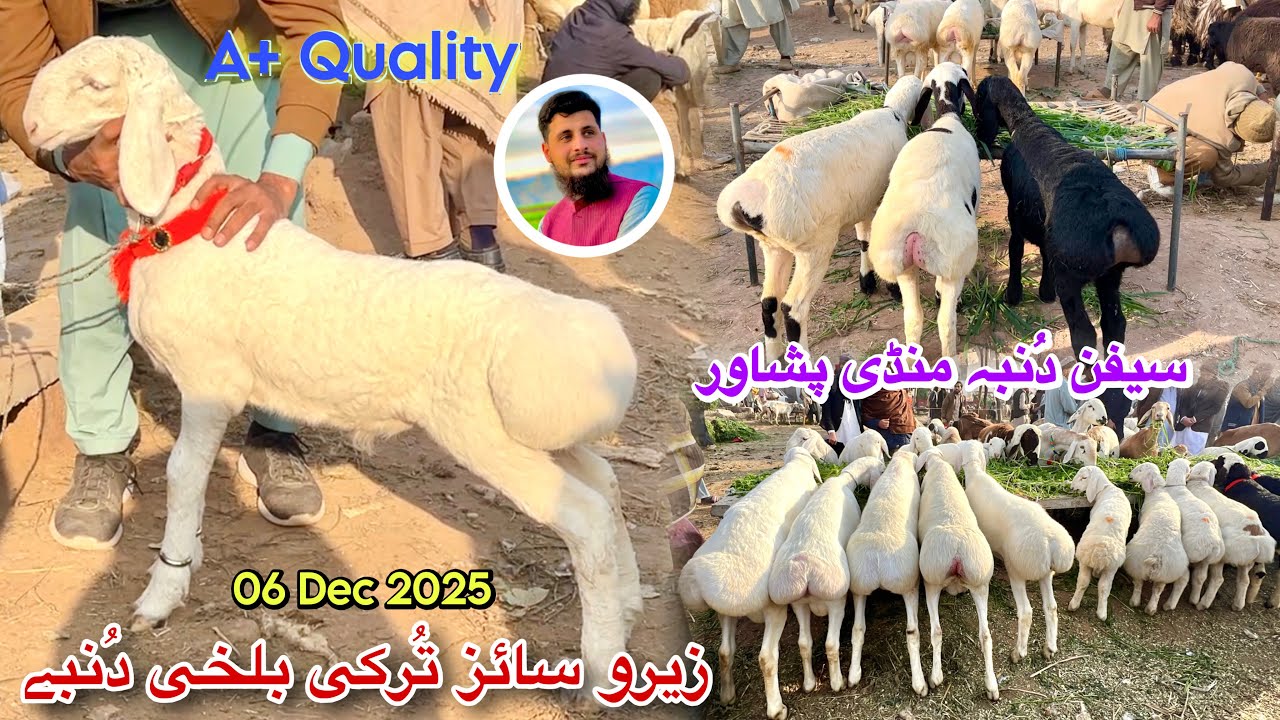 Dumba Mandi Peshawar Saifan Zero Size Turkey Balkhi Sheep New Updates 06/12/2025 Izhar Ali Shah 