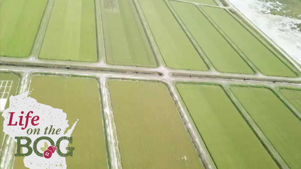 Cranberry Beds Recap
