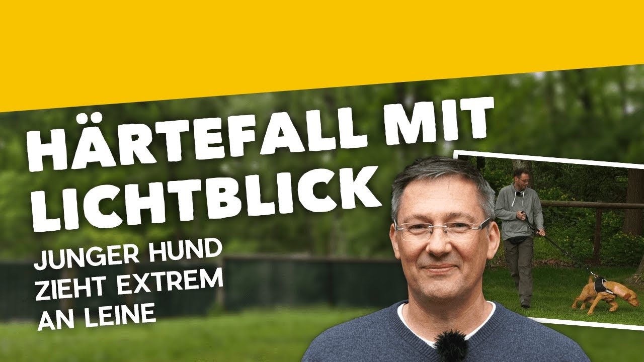 Leinenführigkeit: Junger Hund zieht extrem an Leine ► Härtefall mit Lichtblick [Training #2] (2019)