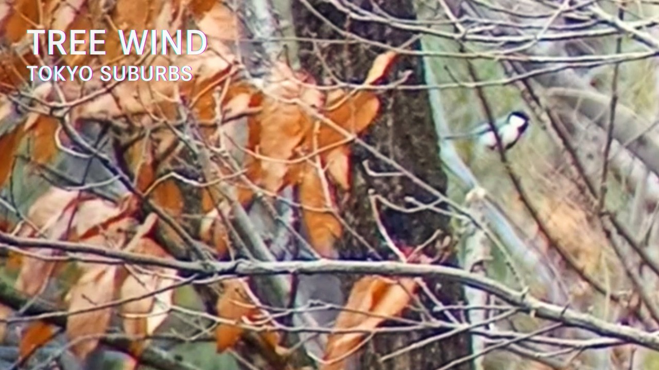 Nature Sounds with Distant Airplanes | 32 Min Focus Video