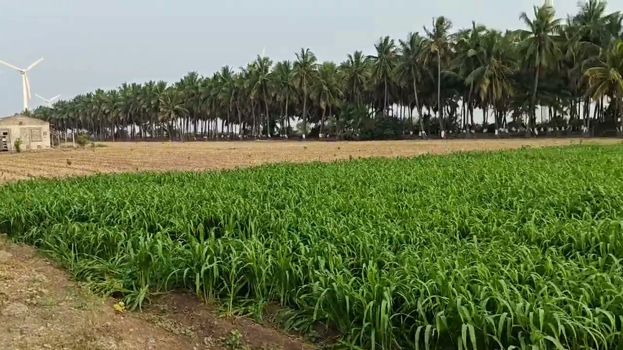 சூப்பர் பூமி5.60ஏக்கர் தார் ரோடு பேசில் கினர்+சர்வீஸ்+போர்தண்னீர்வசதியுடன்9095471410