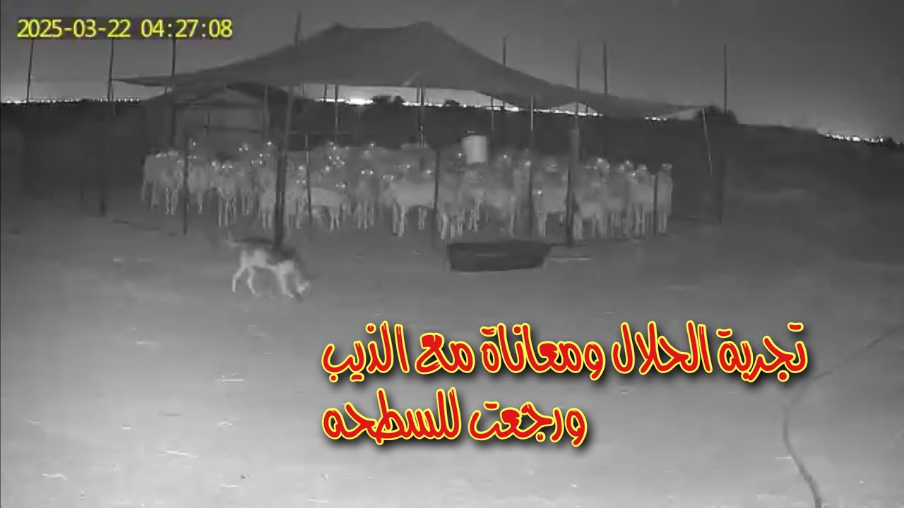 بعت السطحه عشان ارتاح. لقيت راحتي في السطحه