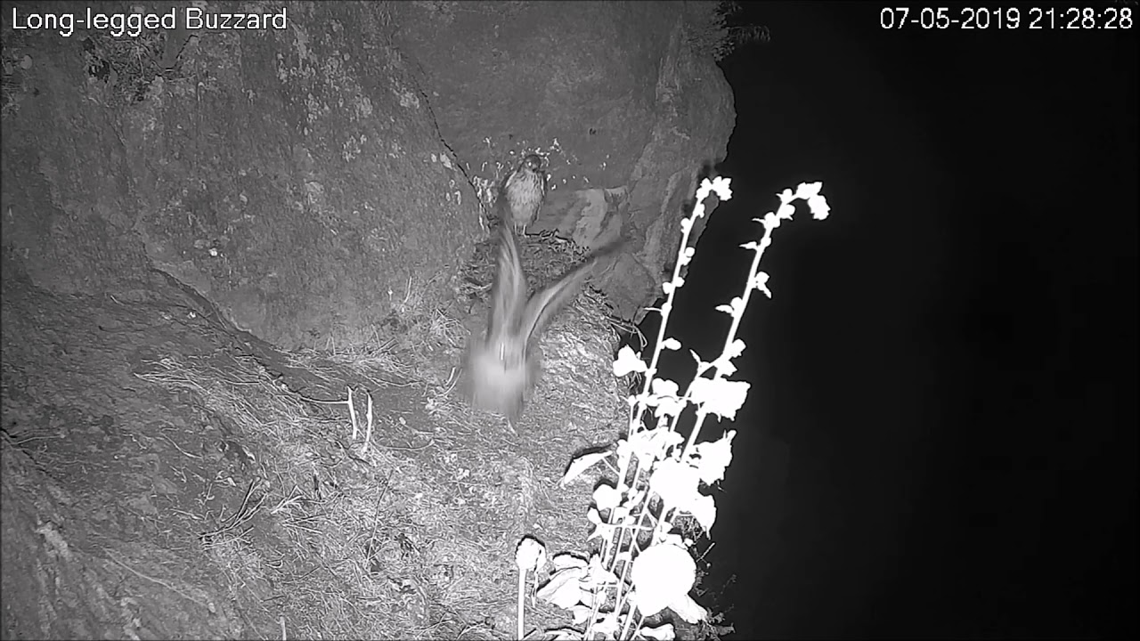 בום! עקב עיטי תוקף דלק סלעים שהגיע אל הקן! Israel Raptor Nest Cam
