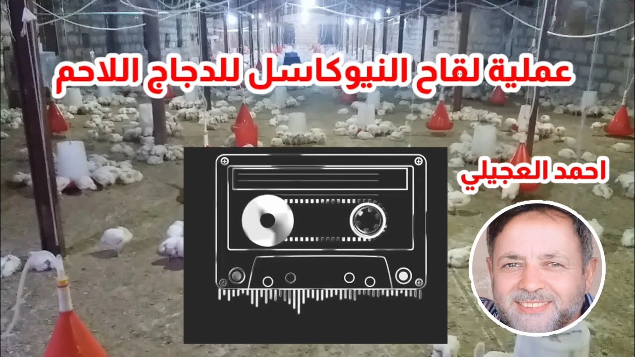 طريقة لقاح النيوكاسل للدجاج اللاحم #ابو_وسام_العجيلي