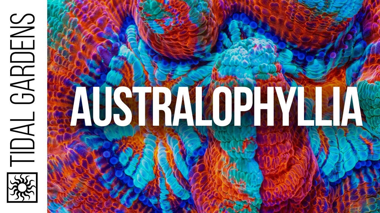 Australophyllia Coral Care Tips