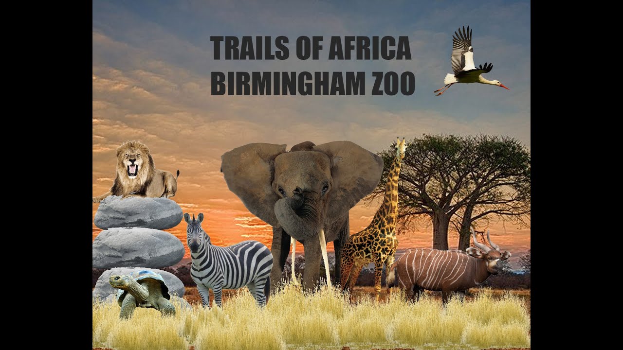 Uncaged Zoo Tours: Trails of Africa| Birmingham Zoo #uncagedzootours