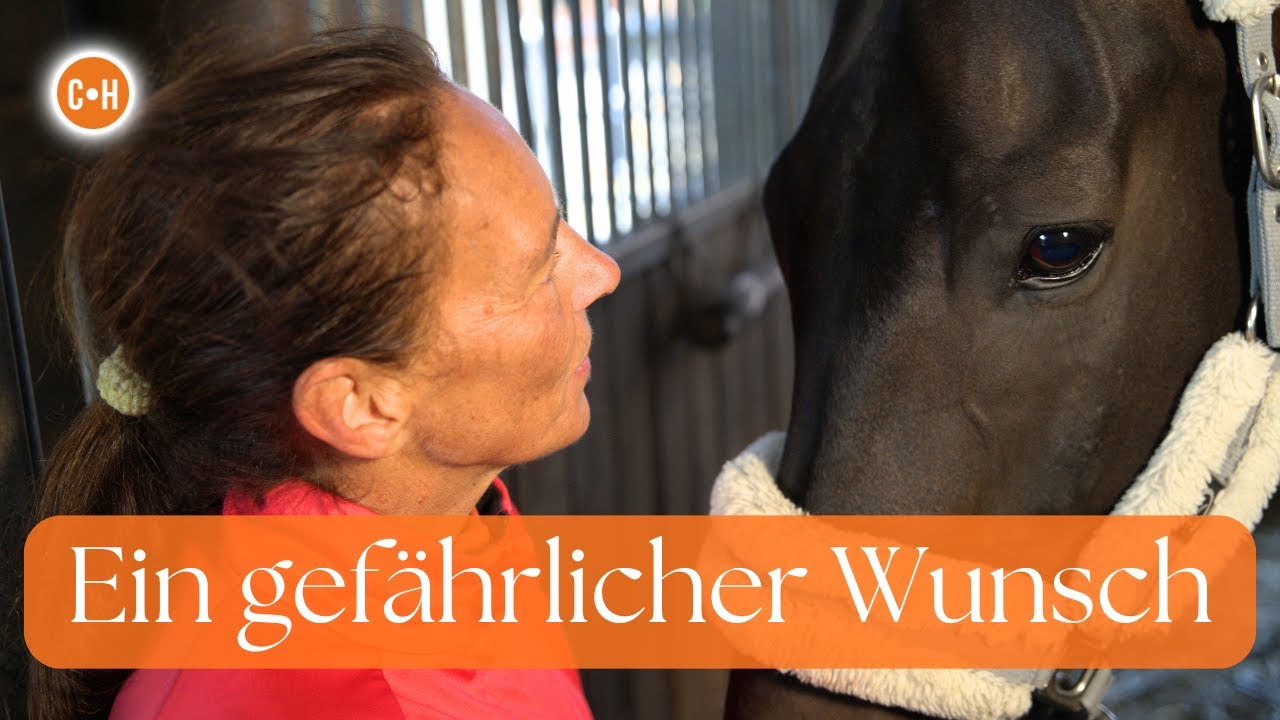 Was dein Pferd wirklich denkt, wenn du dir nur Ruhe wünschst