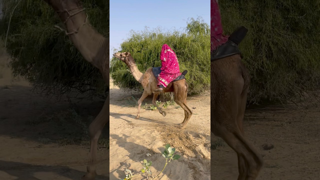 ركبت المرأة على الجمل فانطلق الجمل يقفز ويجري بسرعة