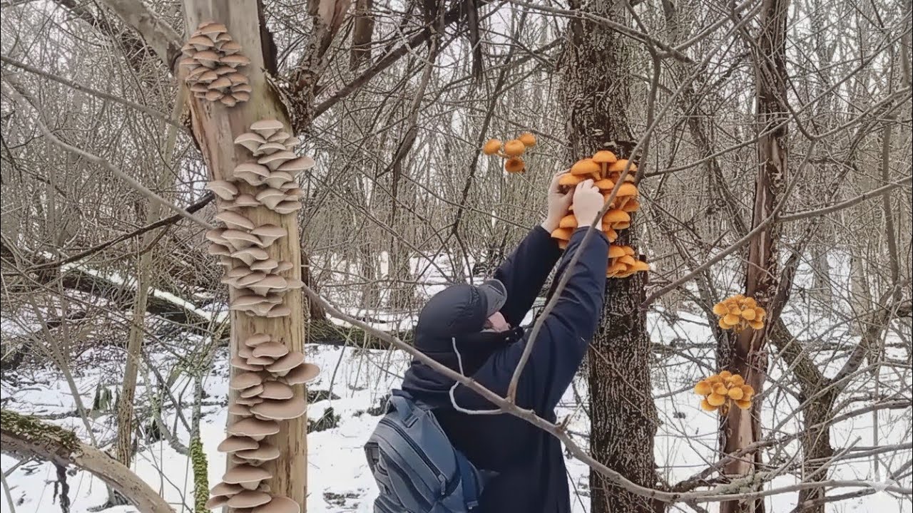 Нарешті СНІГ.. тому звісно ідемо за Зимовими Грибами!! А гриби ПРОДОВЖУЮТЬ РОСТИ Великими Групами 