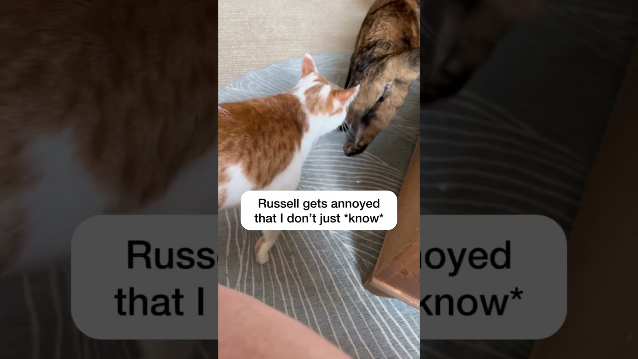 Get there faster, mom 🙄#catmanjohn #russellthecat #talkingcat #hunger4words #aiclearner #smartcat