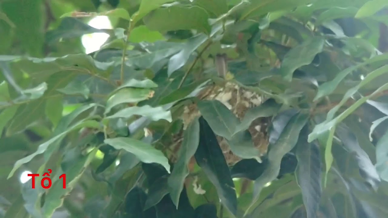 2 tiếng buổi chiều tìm được 10 tổ chim khuyên và chào mào
