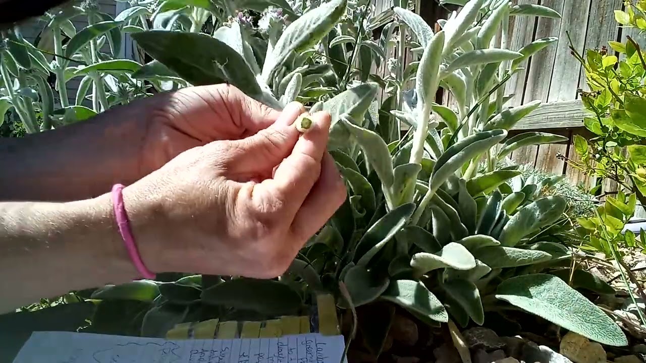 Caring for lamb's ear and tips plus magickal uses and Happy Solstice!