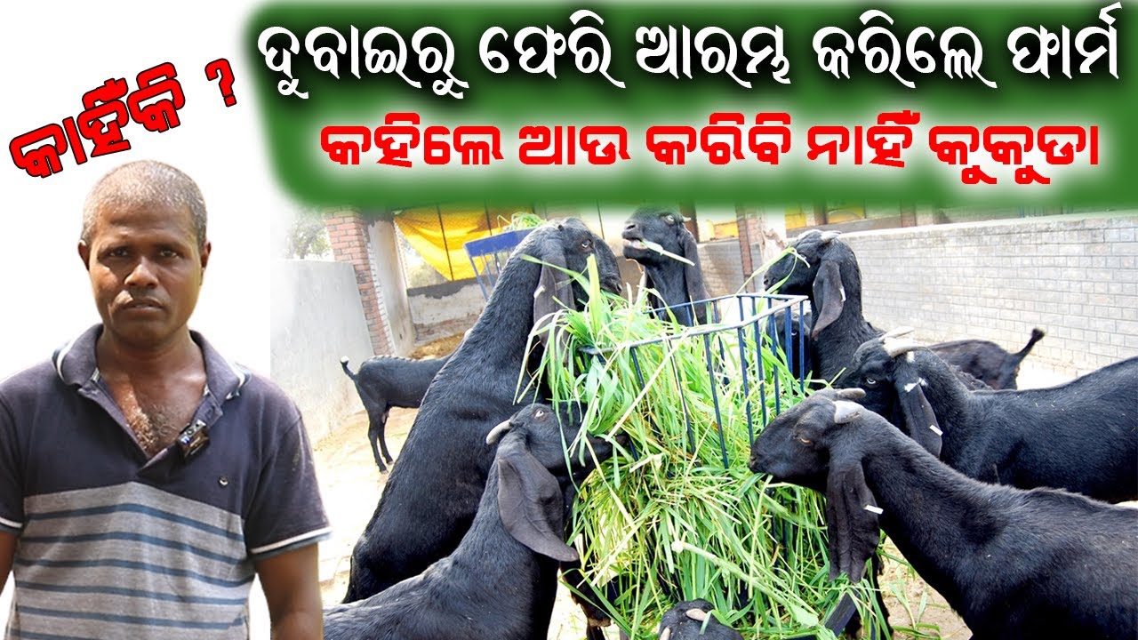 ଦୁବାଇରୁ ଫେରି ଆରମ୍ଭ କଲେ ଫାର୍ମ || After returning from Dubai he has started farm.